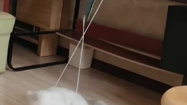 Try Not To Laugh Funny Videos 😂 – Best Funny Videos 😍 - Rumble Funny Videos