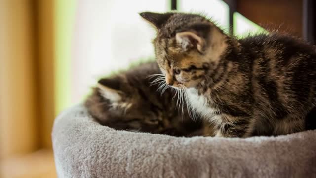 Two tired baby cats lying on a basket close up