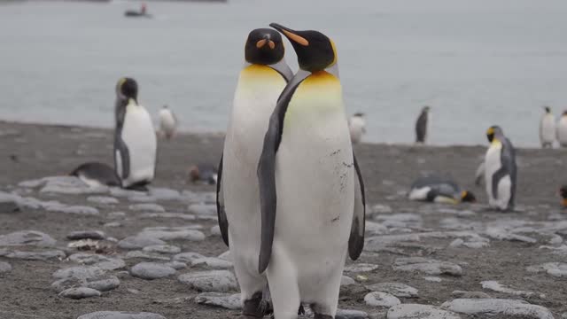 King Penguins courtship and mating