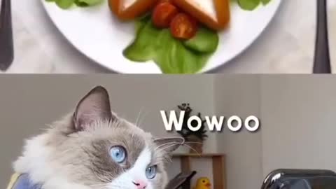 Cute cat making food