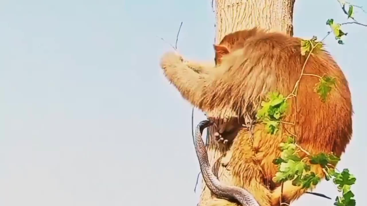 Monkey and snake - the monkey looks unbothered by the snake trying to bite it