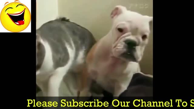 Funniest Animals Videos - Best Crazy Cats😹 and Hilarious Dogs🐶 Videos 2022!