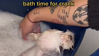 bath time for frank