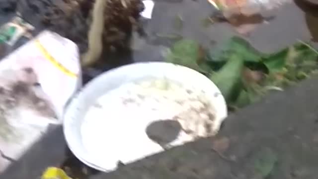 Original Snake play with man