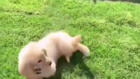 Funniest Animals - Best Of The 2021 Funny Animal Videos 2021