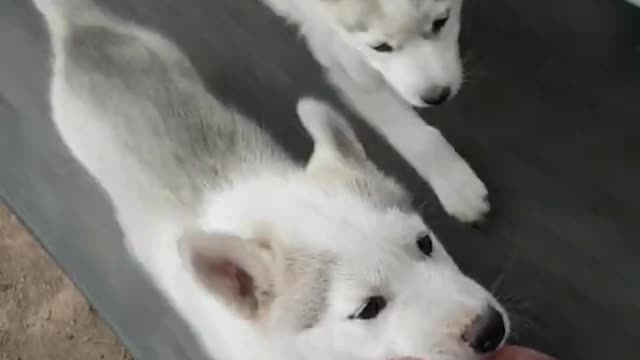 Adorable Husky Puppies Love Their Treadmill