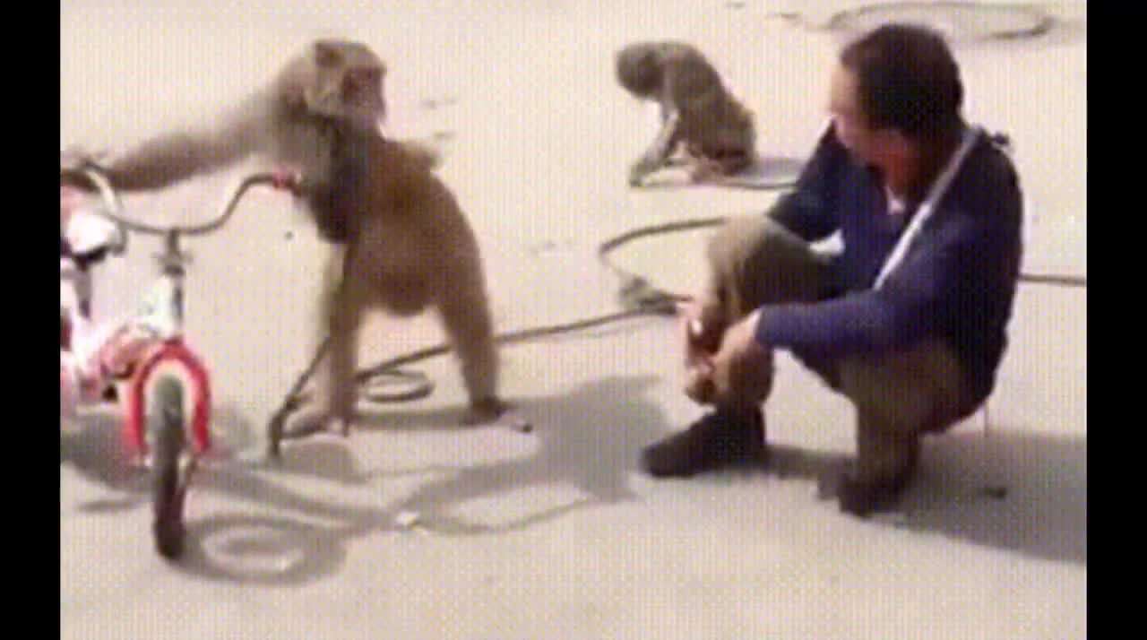 cute and funny monkey videos