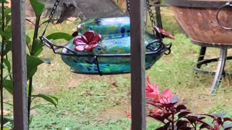 Hummingbird