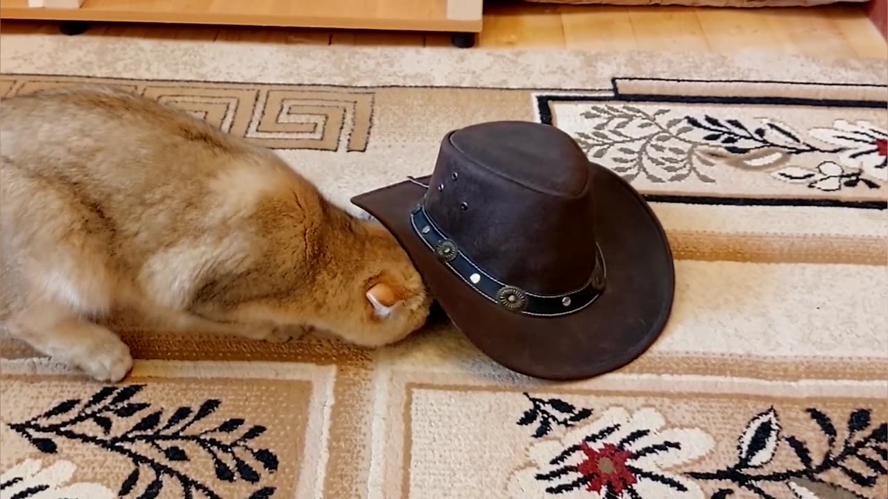 Cats try on everything in the house