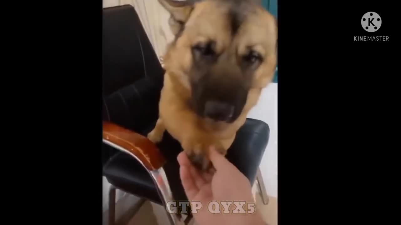 Dog video funny dog video 🐕🐕🐕🐕🐕🐕🐕🐕🐕