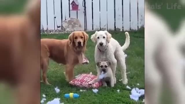 Funniest DOGS and CATS - Awesome funny pet