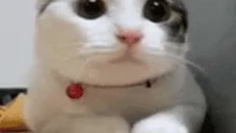 Gatito Bonito