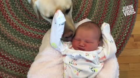 Cute Baby Playing With Dogs Compilation