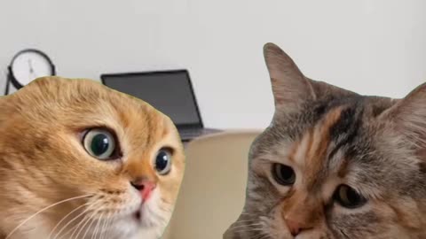 Funny Cats version of Job interview