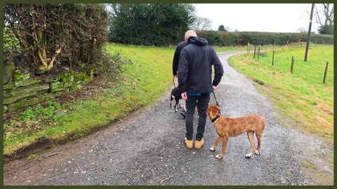 How To FIX Aggressive Behaviour From Your Dog on a Lead INSTANTLY!