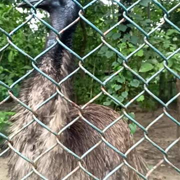 Emu Bird Look Like Monster |