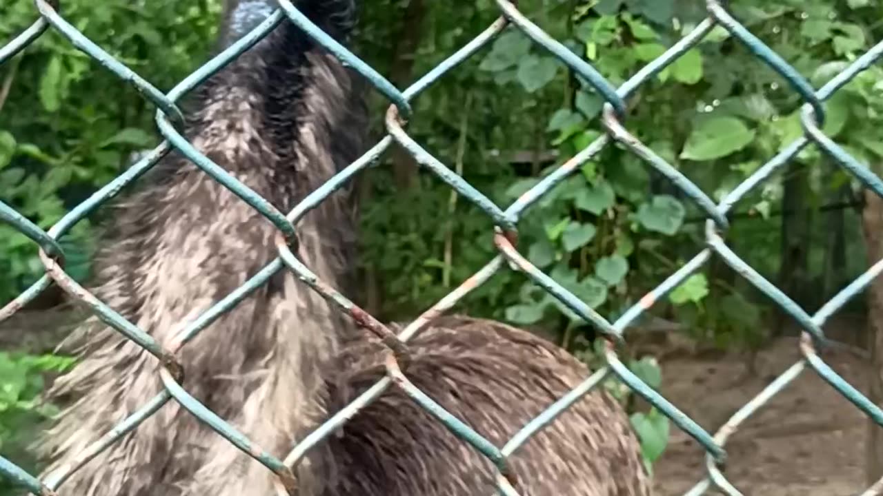 Emu Bird Look Like Monster |