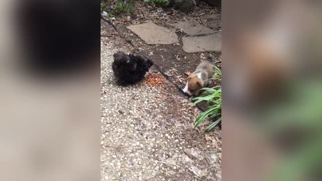 Corgi Pup Watches Over Chickens