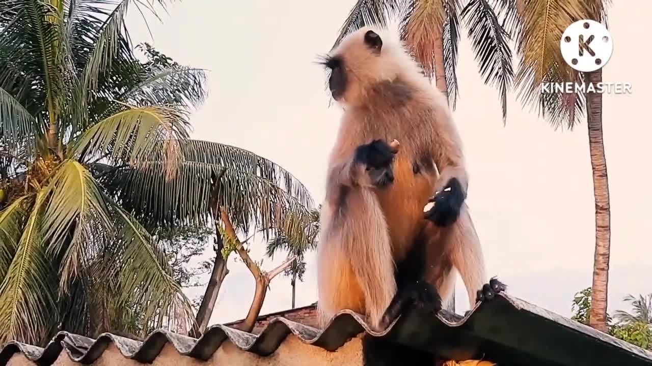 The Monkey Funny Video In Forrest