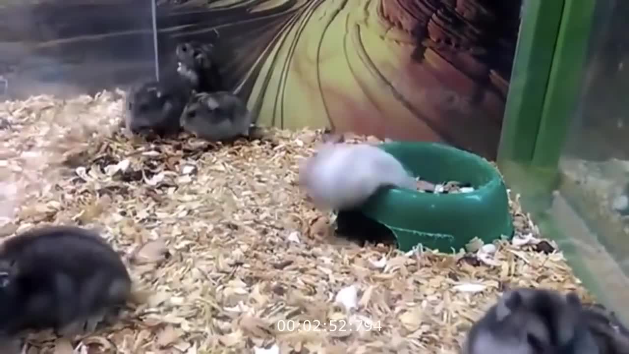 Top scorpions fails compilation