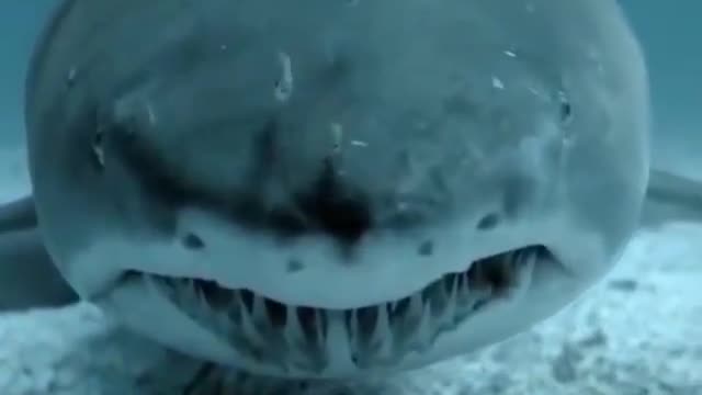 Predatory Sharks