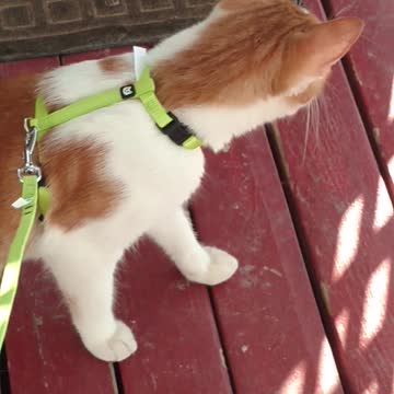 Squeeks checking out "outside"