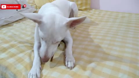 Alia Eating Meat Jerky ASMR - #dogtreats #pedigree #pedigreefoods #dog #asmr #asmrmukbang