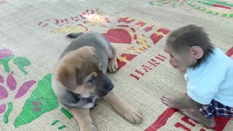 Cute puppy loves monkey but it scares monkey woohh