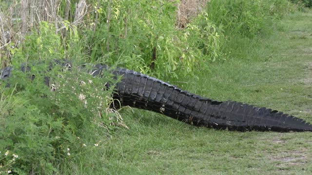 Large alligator walking