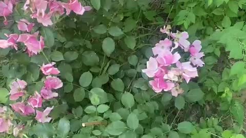 Growing in pink and white flowers