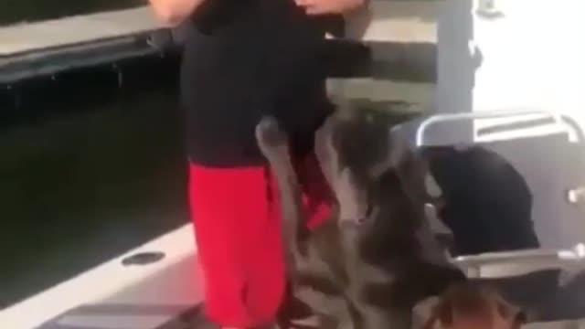 Funny dog
