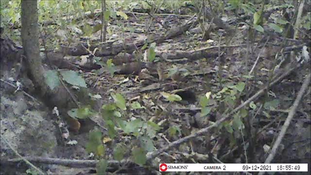 Backyard Trail Cam - Chipmunk