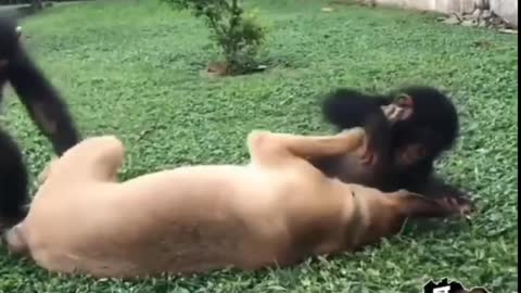 Monkey and 🐶🐶#shorts video