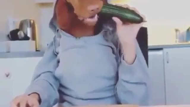 A do it yourself dog.
