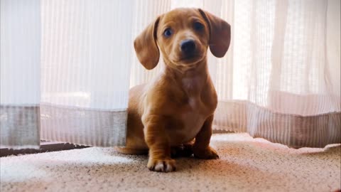 Cute beautiful puppy Big ears