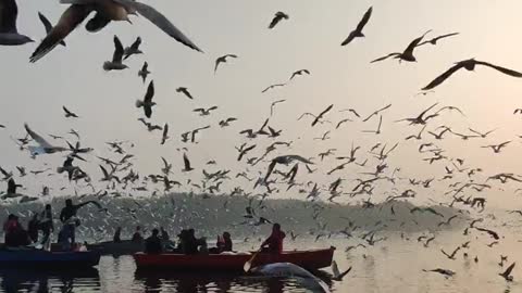 Sunami of birds ❤️ feelings