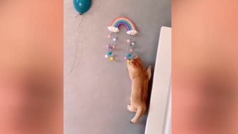 CAT FUNNY MOMENT 1