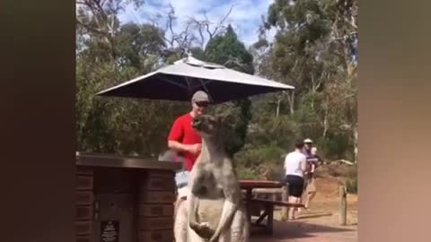 Funny Aussie Kangaroo