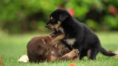 Slo mo of cute puppies