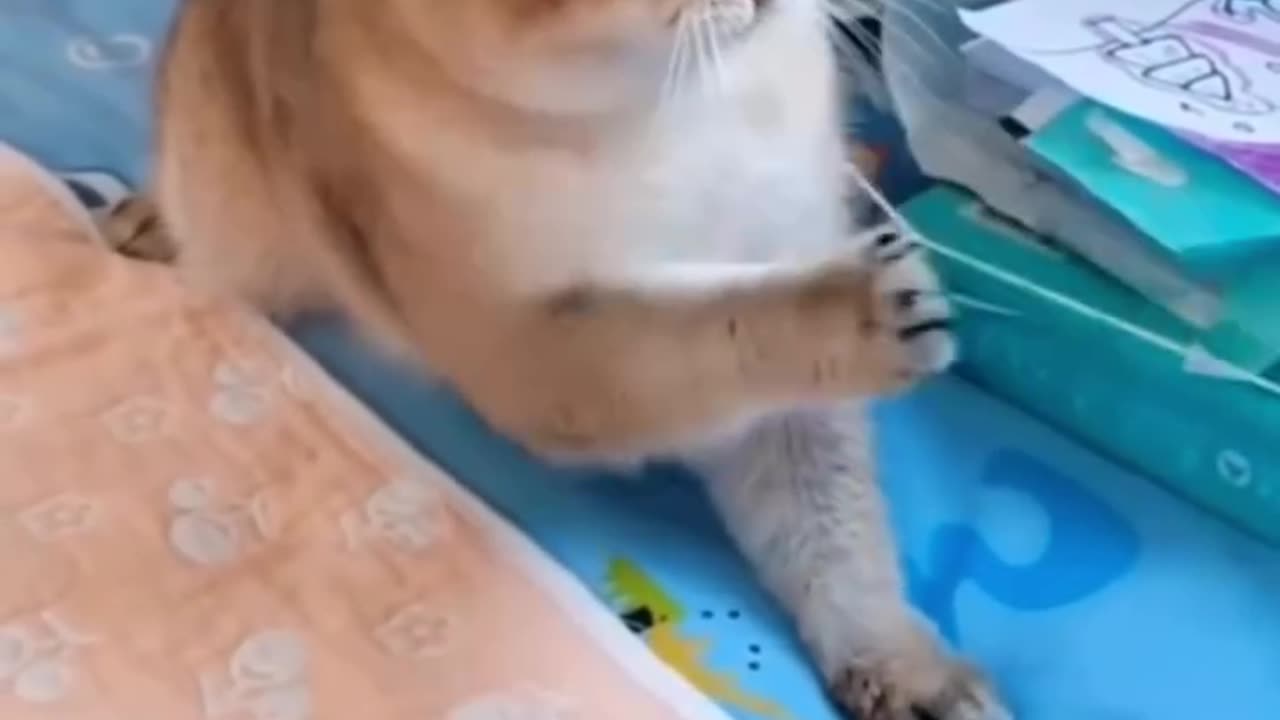 Whiskers & Woes: Hilarious Cat Fails & Playful Kitty Moments!