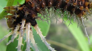 Horrifying Caterpillars You Didn't Know Were There #insect #insectdiversity