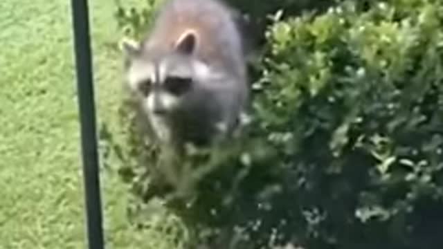 Funny animals