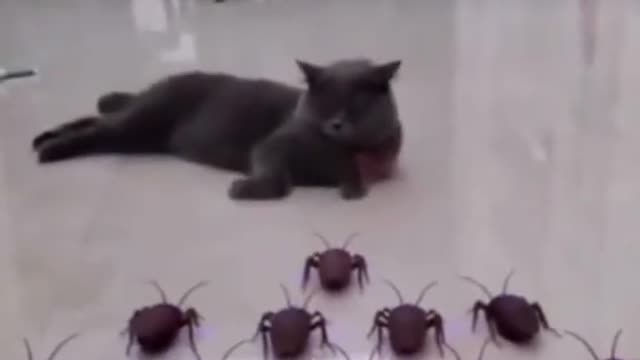 😻Super Cute Animals Cute cats and Funny dogs videos compilation😻2022