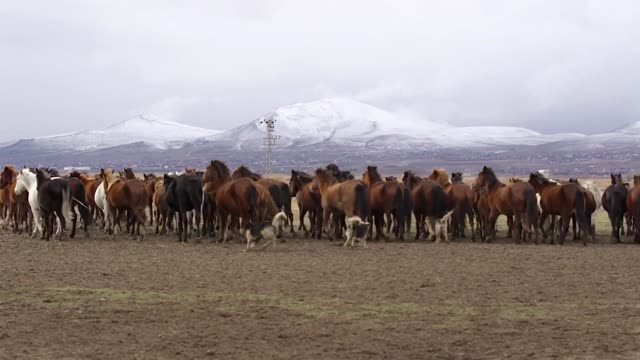 Can dogs be guide dogs? - A dog that cares for horses