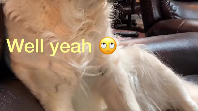 Dog tells mom about her day