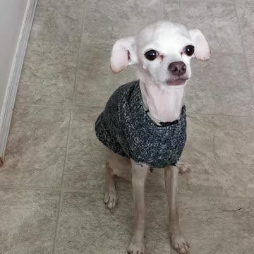 A little trick from puppy spud