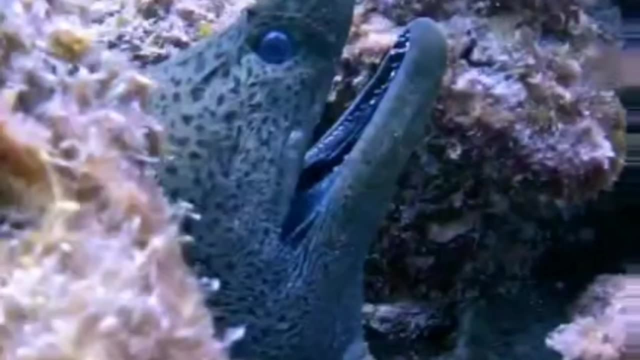 HUGE MORAY EEL