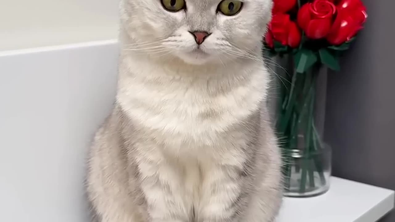 Catsβ¦ #cat ππππππ