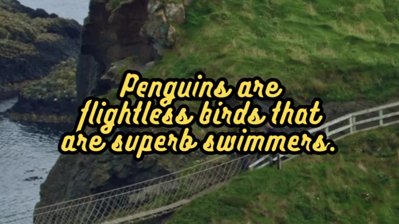 Animal Facts Penguins #shorts