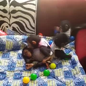 Chimpancés bebés vestidos como humanos comparten bello rato de juego